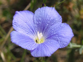 Linum narbonense